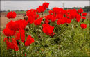 Poppies